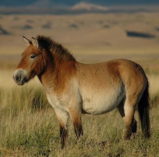 3.2 Conservation Case Studies
