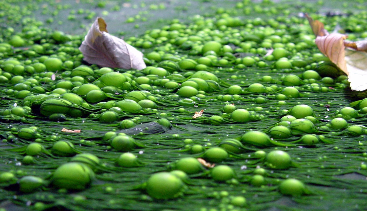 4.4 Water Pollution Activities