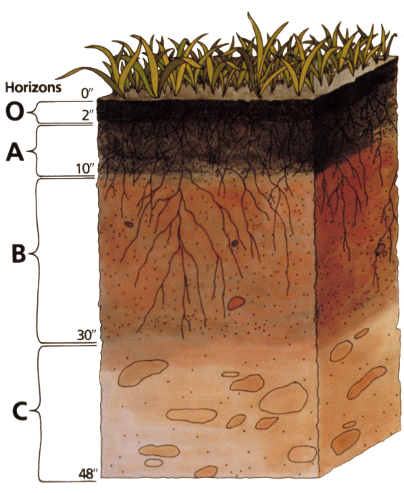 5.1 Soil System Diagrams - Answers