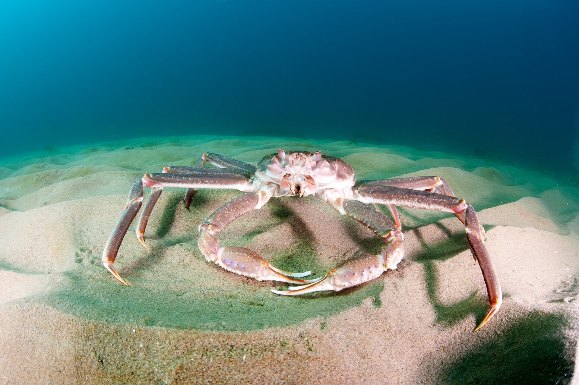 7.2 Answers: what happened to all the snow crabs?
