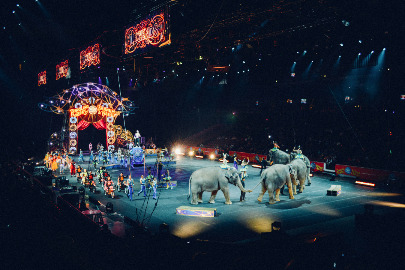 Faut-il interdire les animaux sauvages dans les cirques?