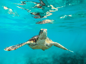 À Mayotte, le braconnage des tortues vertes explose à cause du confinement