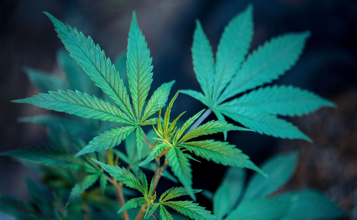 Le cannabis médical, le nouvel or vert