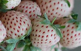 Contemporary Approaches to Food Production