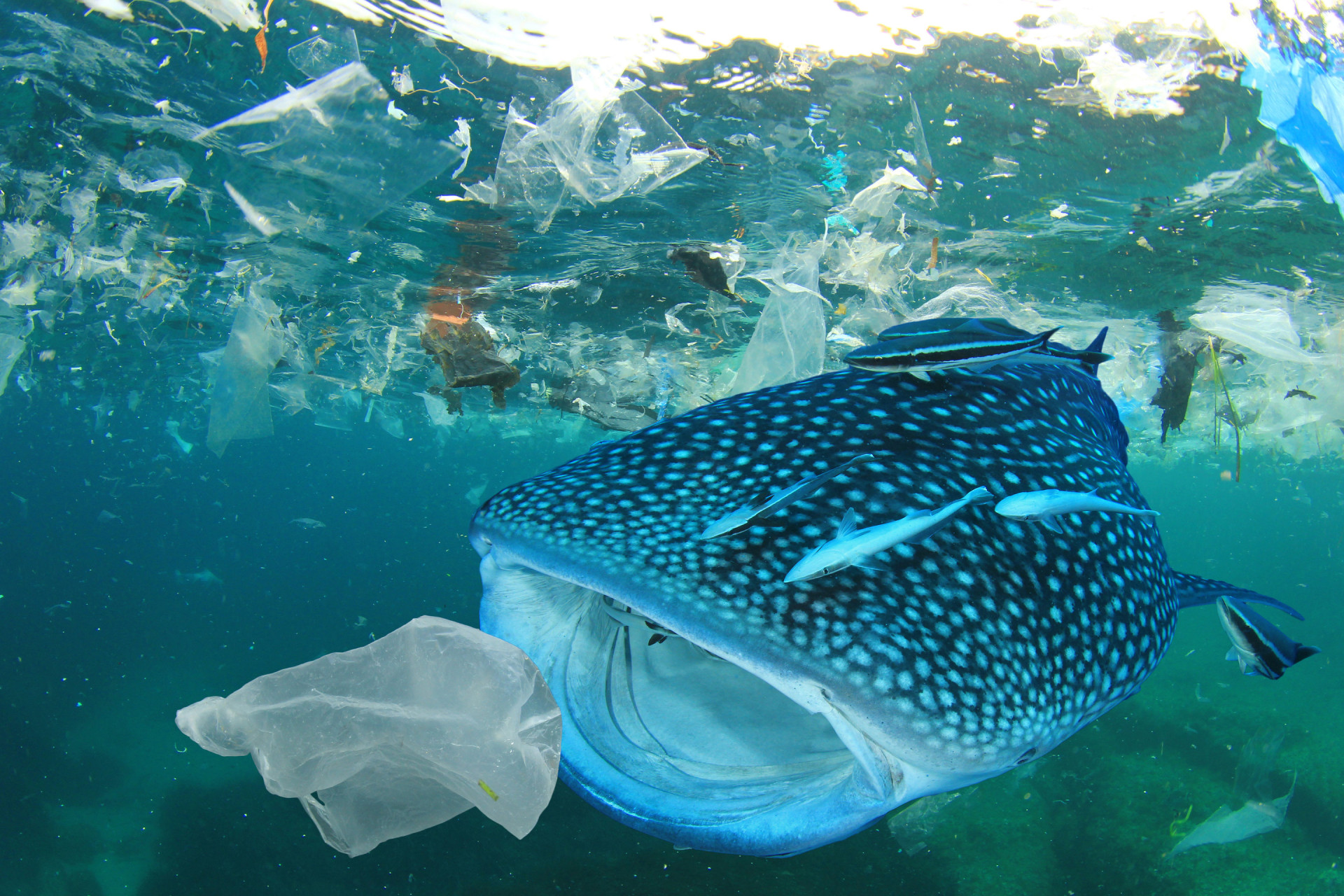 Ocean Management Futures