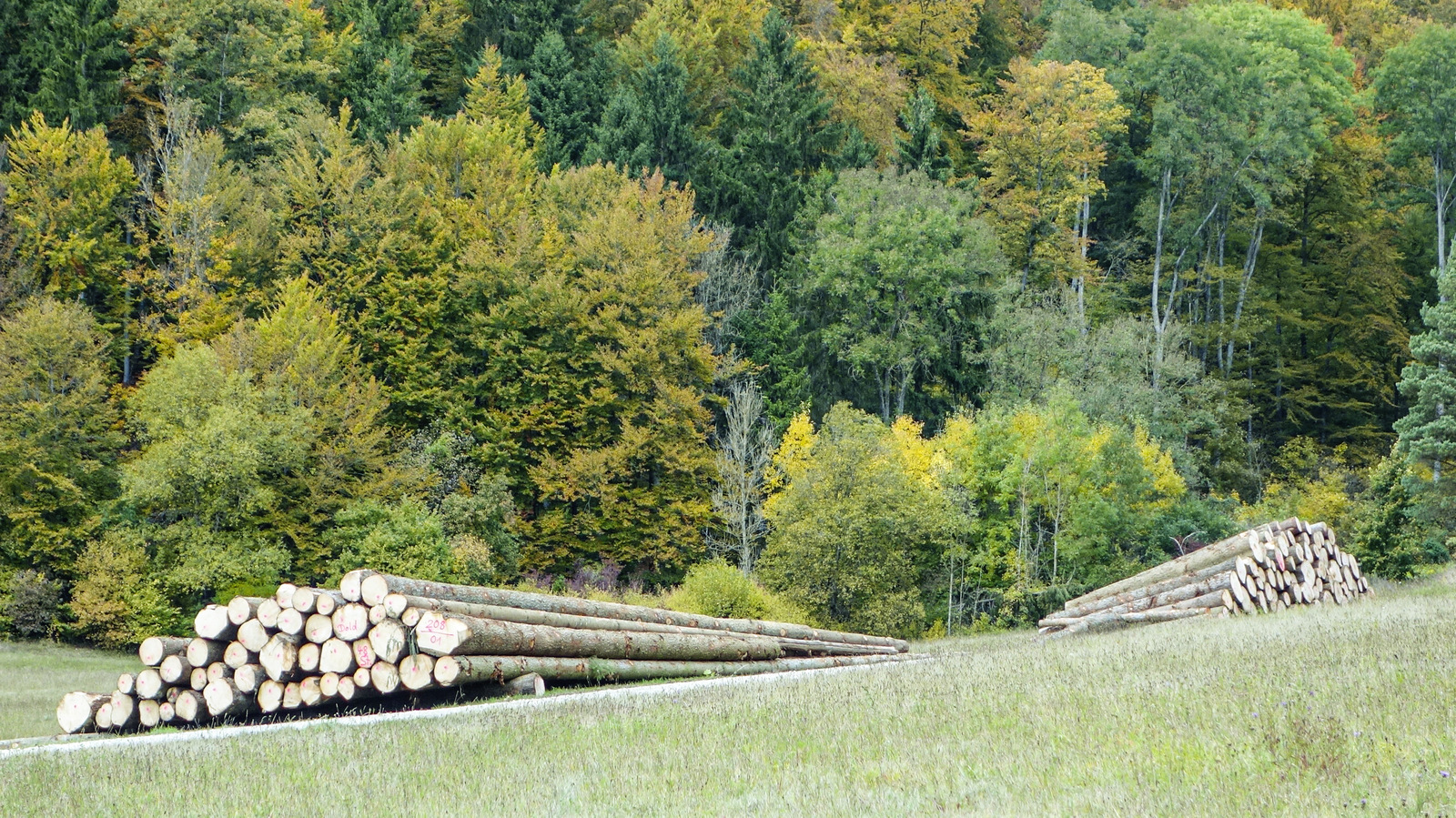 P1 Holz (Mai 2025)