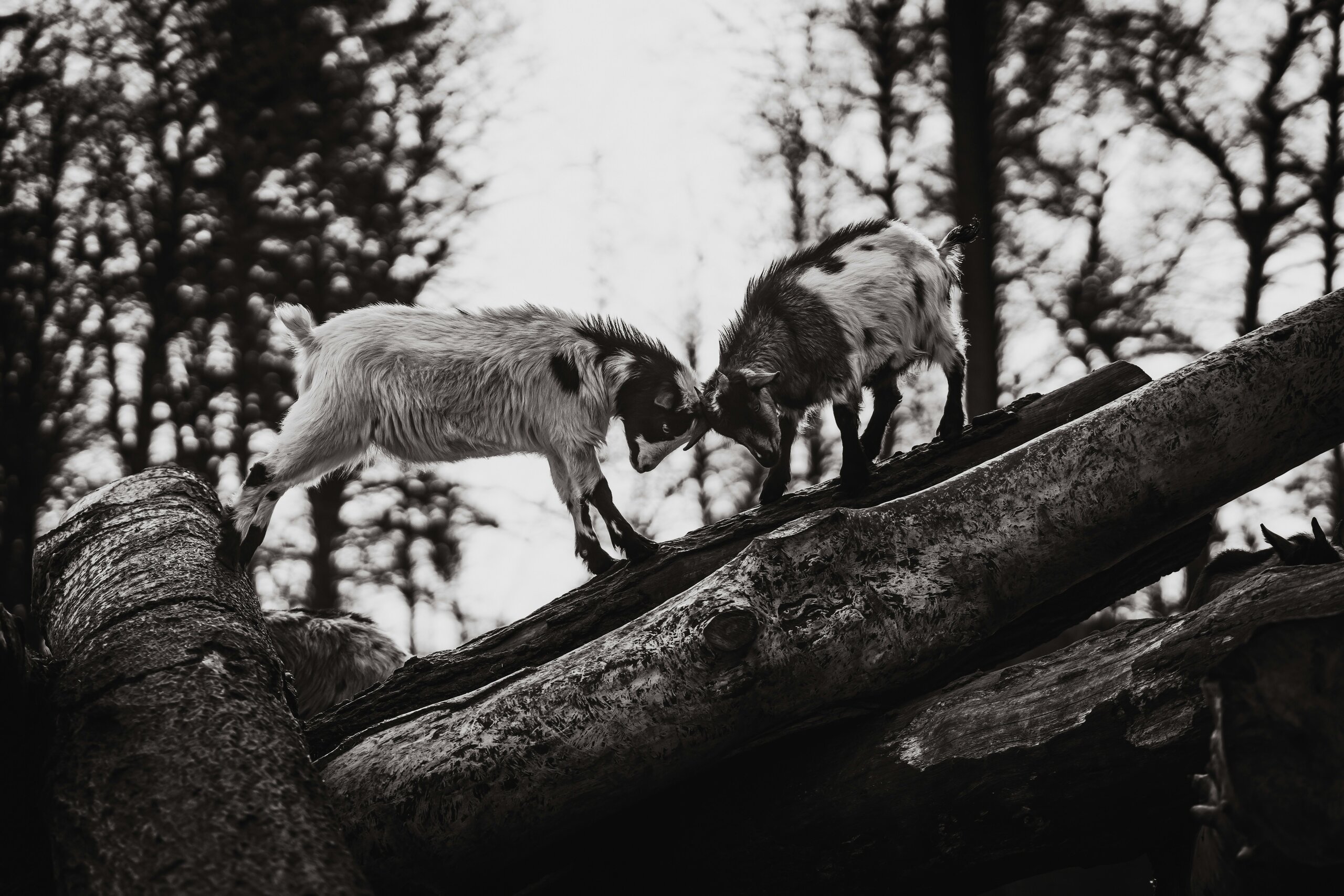 Conflict Dynamics