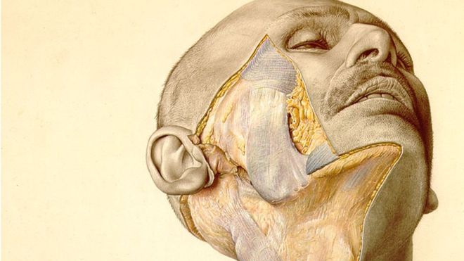 Should scientists use Eduard Pernkopf's anatomy book?