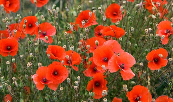 November: New resources, new books and Armistice Day