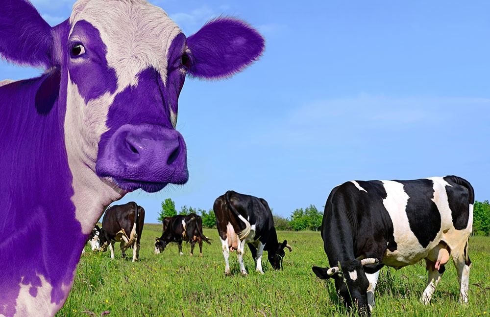Purple cow