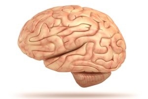 The Teenage Brain