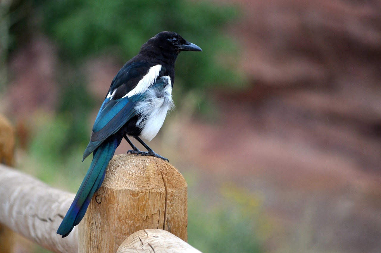 Magpie Corner
