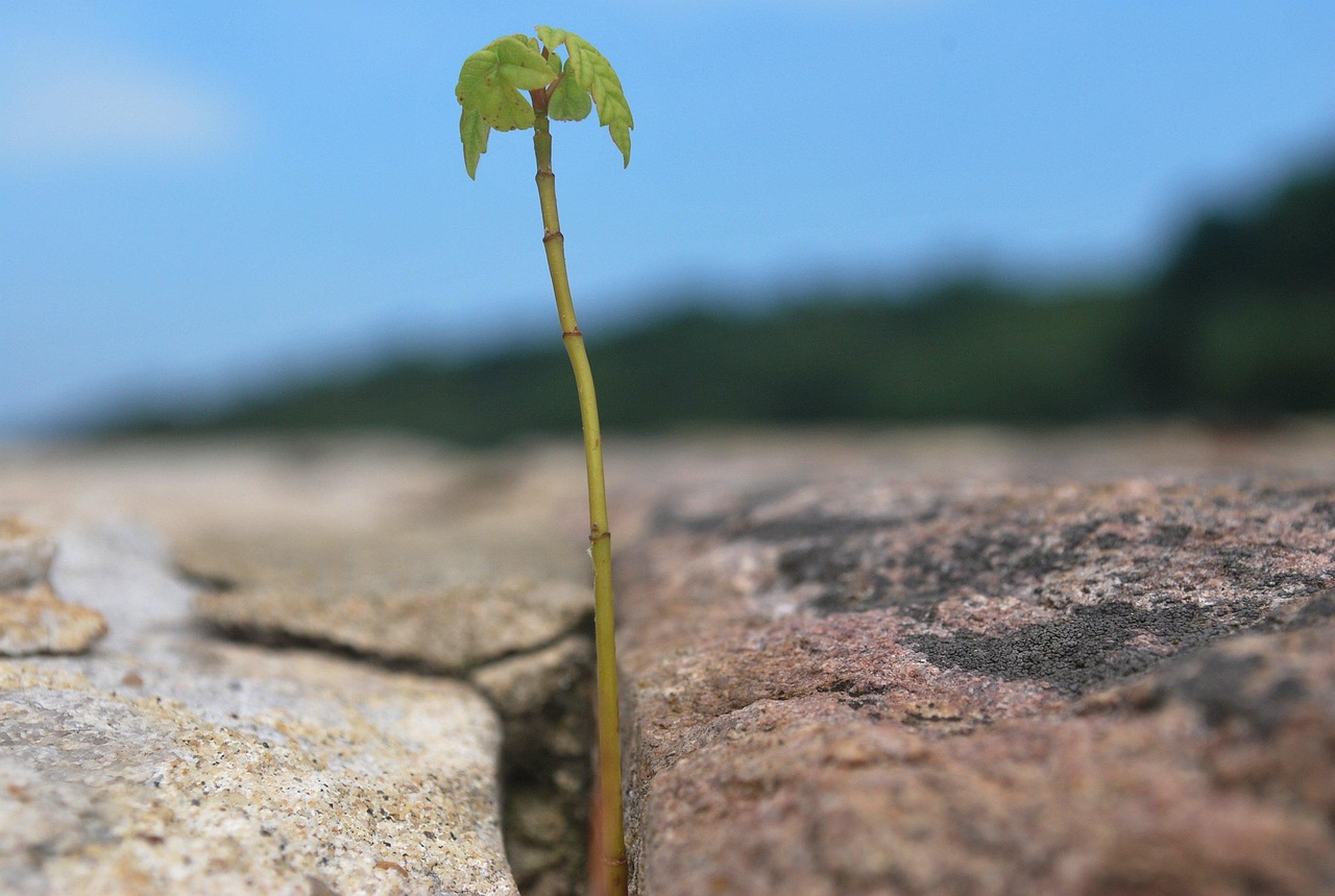 Resilience