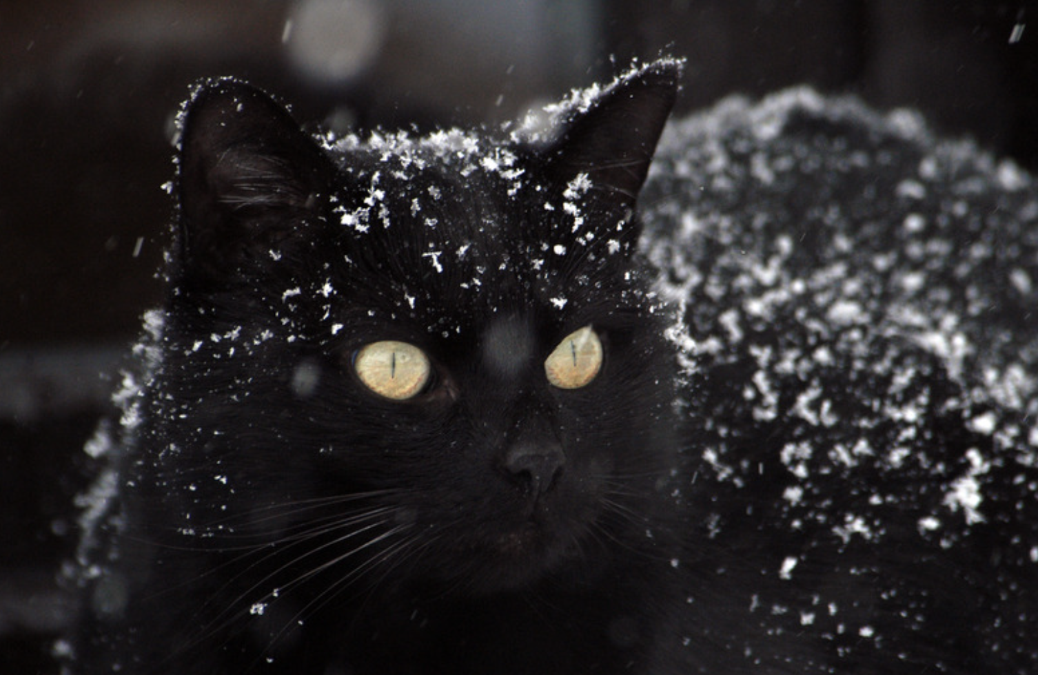 Text to Go: The Black Cat