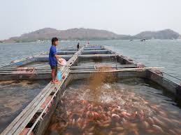 4.3 Unsustainable Aquaculture