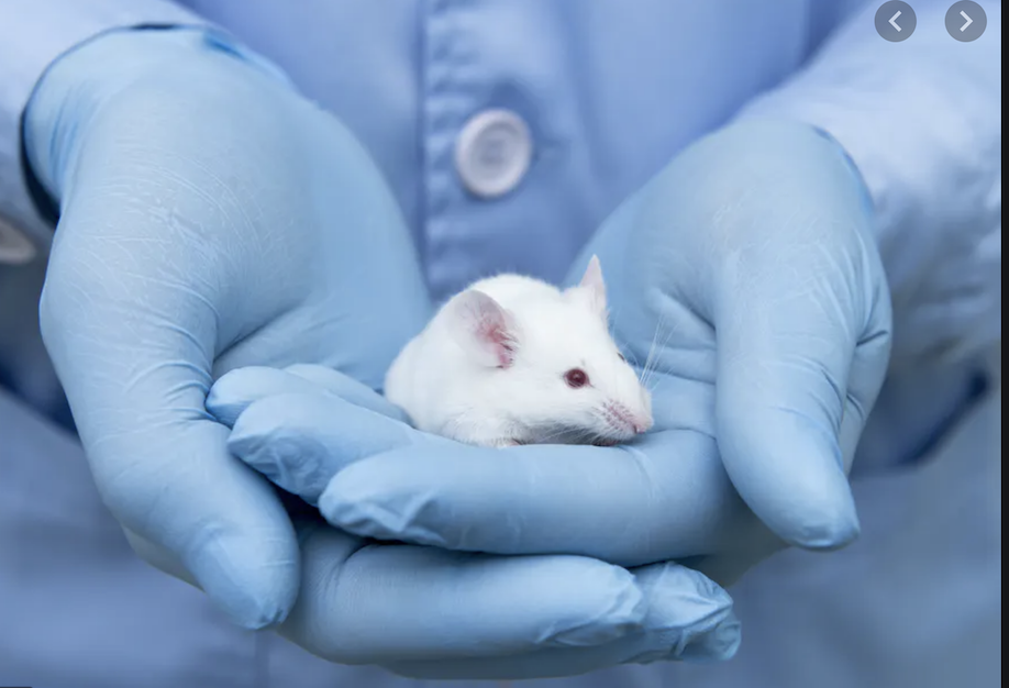 Updating the animal research debate 