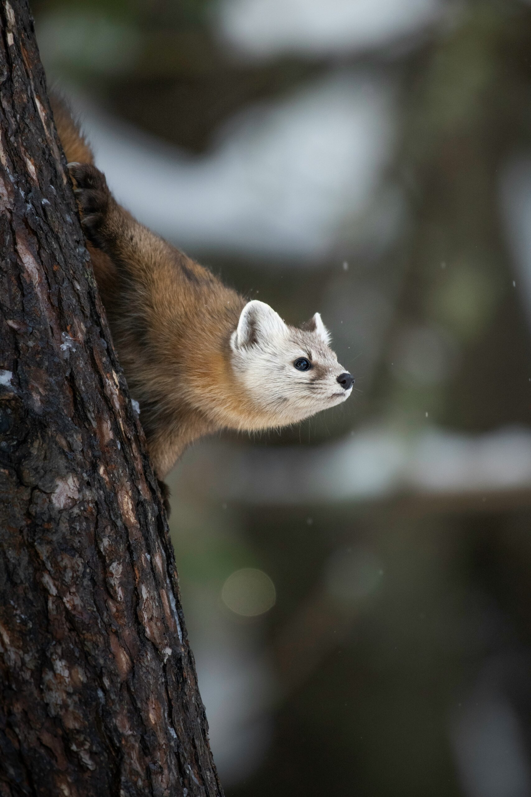 Weasel words in ToK - learning opportunities