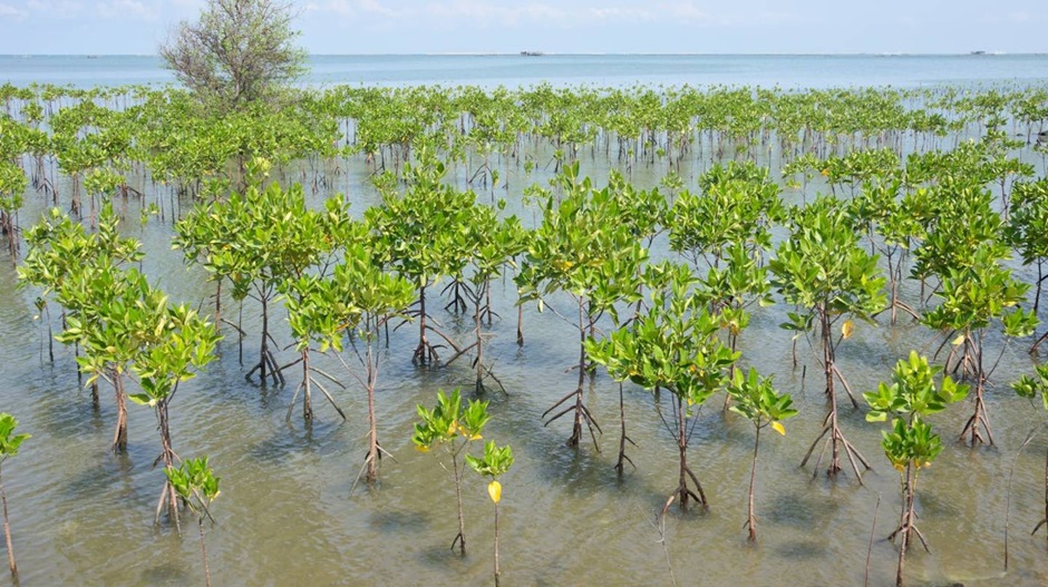 9. Strategies to Manage Tropical Storms and Erosion 