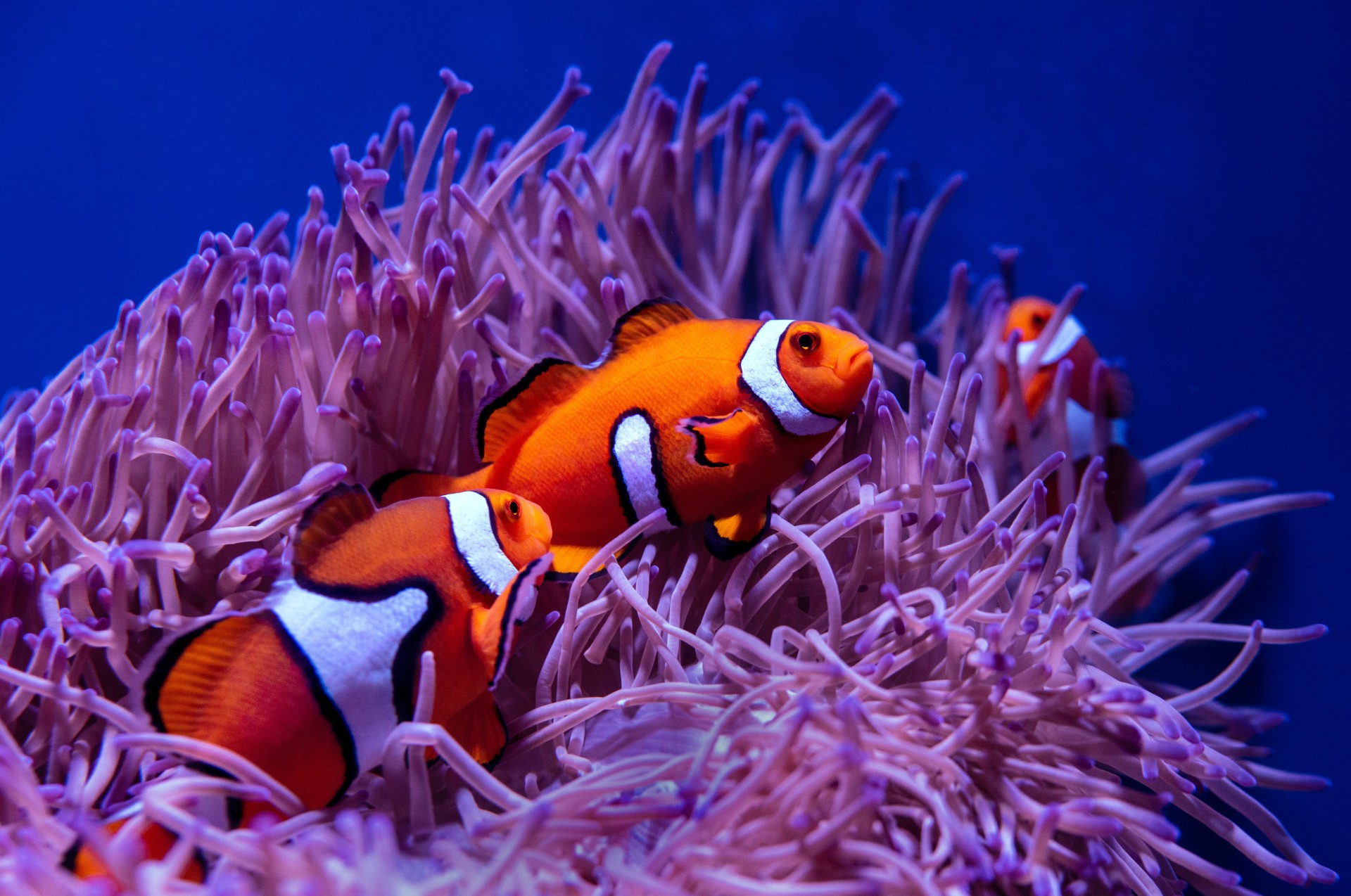 6. Coral Reefs