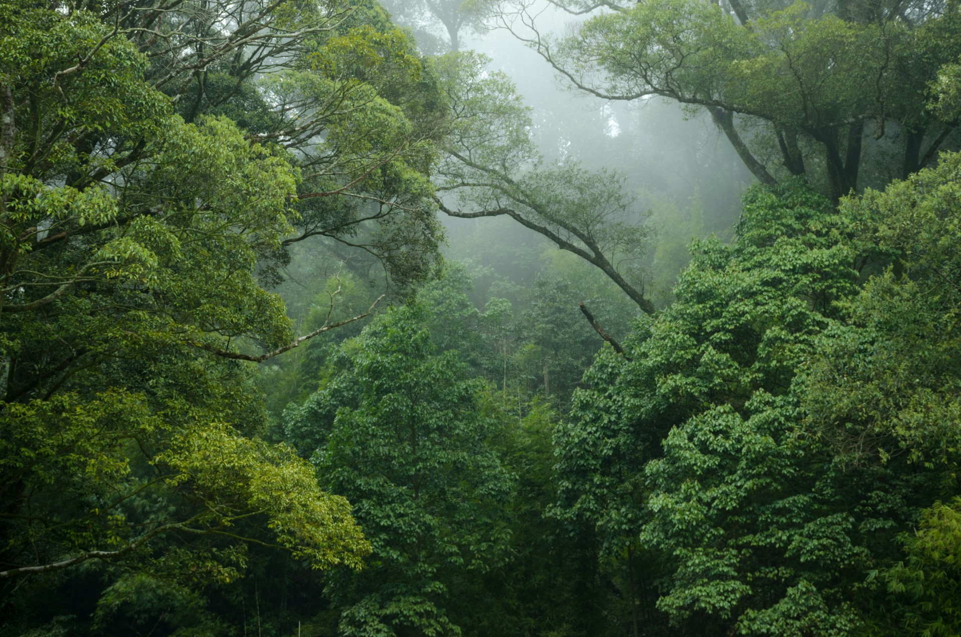 4. Tropical Rainforest -The Amazon