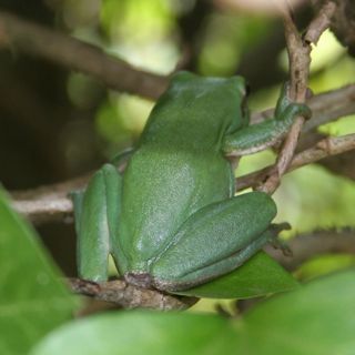 Frogs